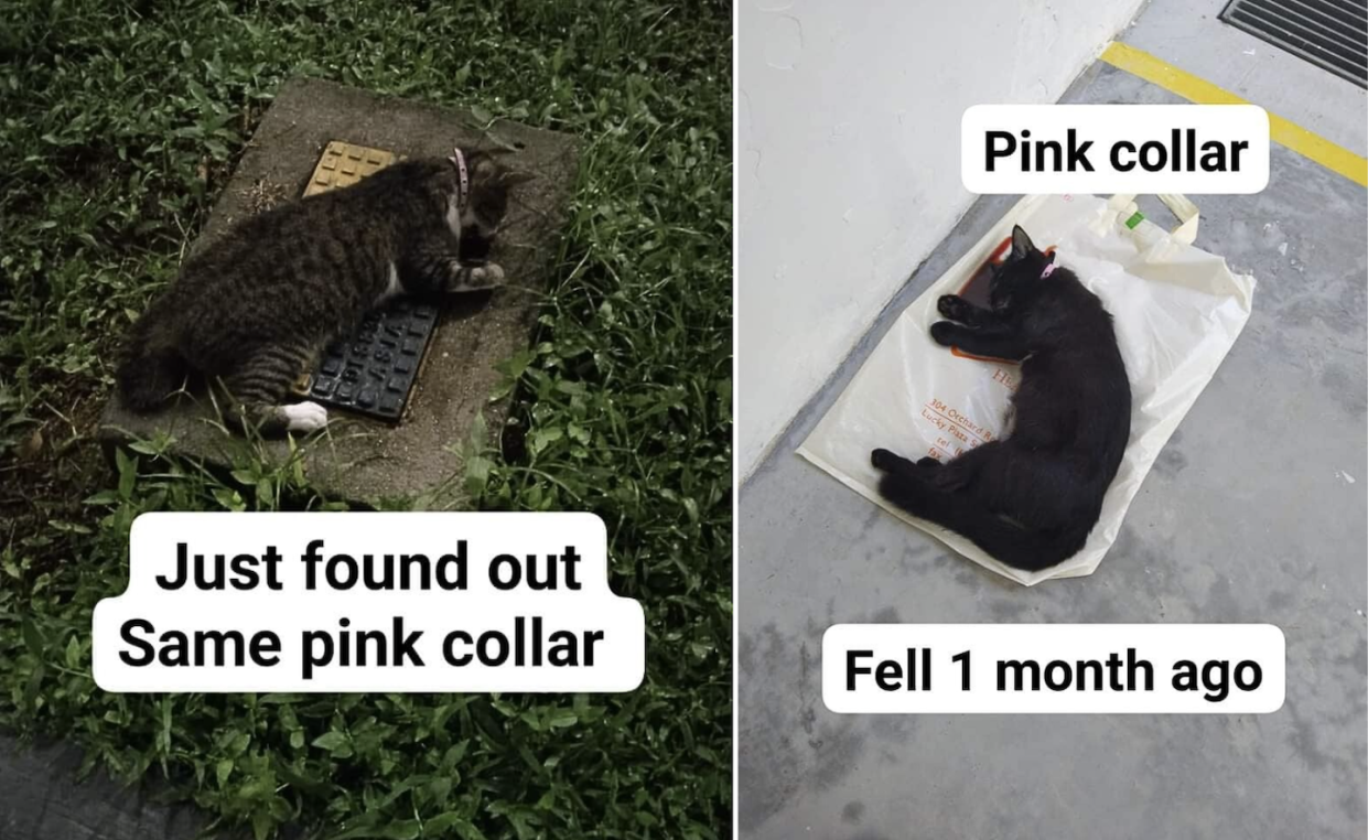 Photos from Facebook post of cat that fell from HDB block 646A Senja Close in Bukit Panjang 