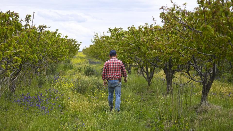 Farmer Brad Taylor inspects his cherry trees