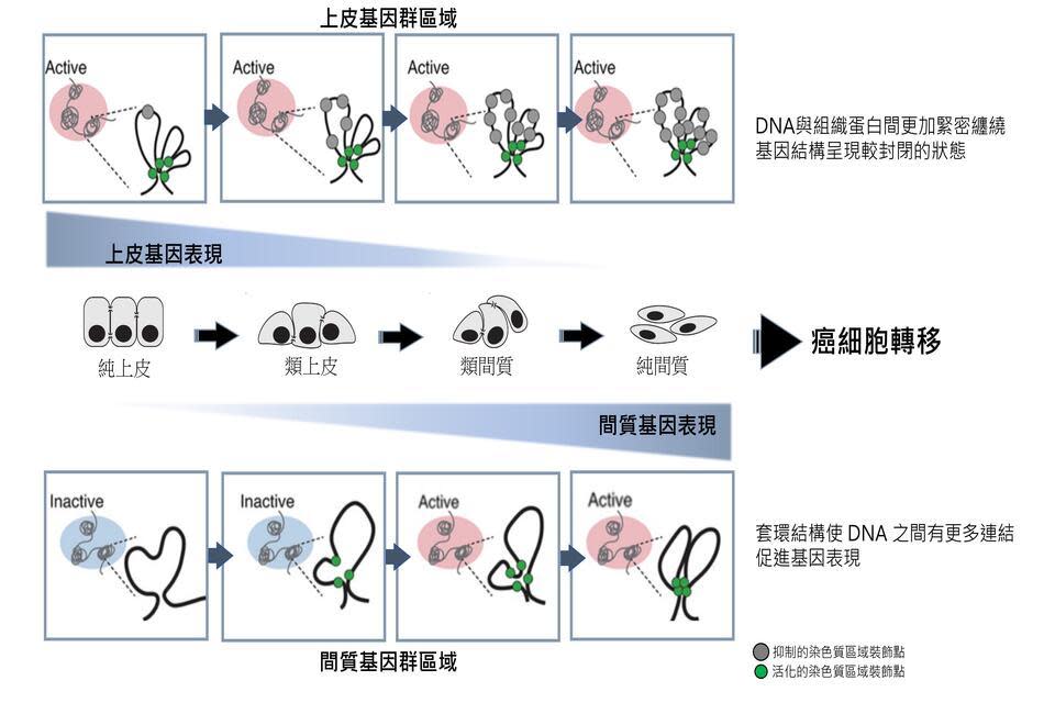 上皮與間質基因結構與細胞型態轉換示意圖   (臺大提供)