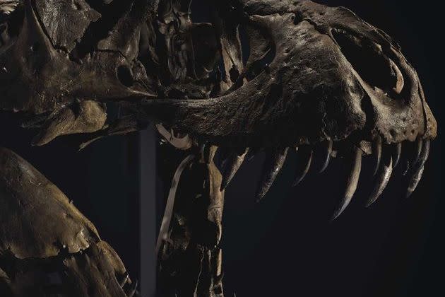 <p>Le squelette de Stan le T-Rex, vieux de 67 millions d'années, est à vendre à New York par la maison Christie's et pourrait partir à plus de 6 millions de dollars.</p>