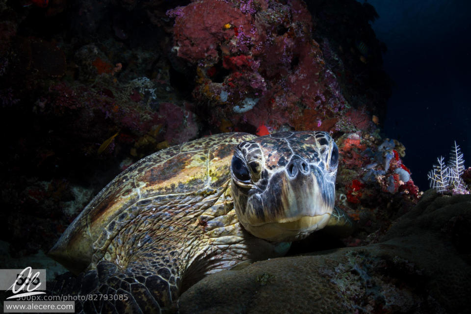 Green sea turtle checking out what is going on