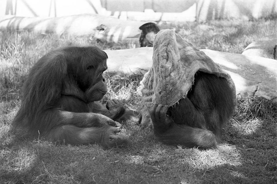 July 2, 1980: Chimpanzees at the Fort Worth Zoo found a way to keep cool in the 100-plus temperatures by dunking a burlap bag in water and placing it over their heads. Tony Record/Fort Worth Star-Telegram archive/UT Arlington Special Collections