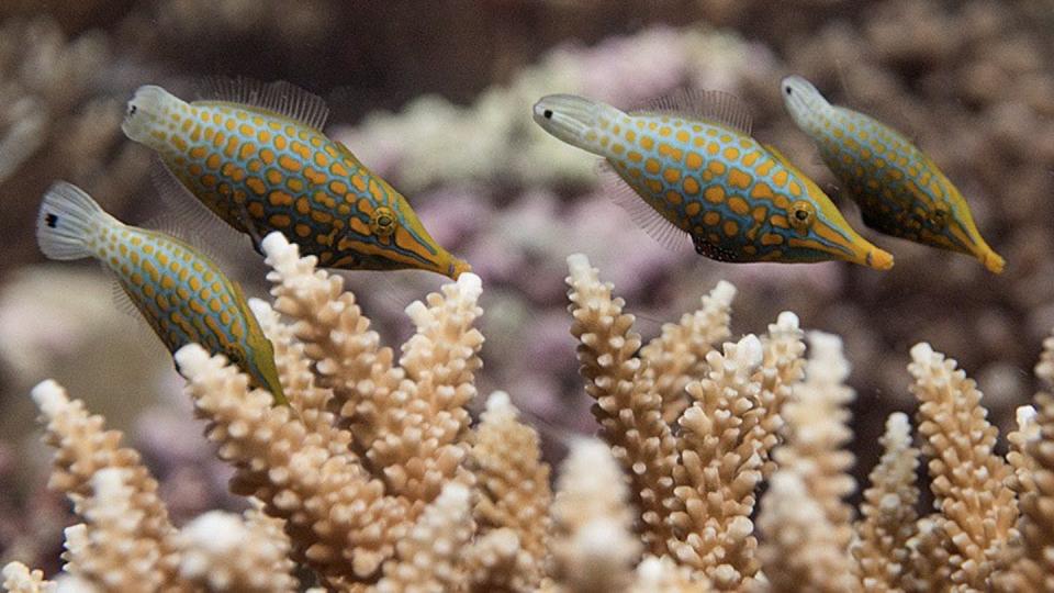 <span class="caption">Coral reefs are fish nurseries and feeding grounds. They also protect coast lines from storms and waves.</span> <span class="attribution"><a class="link " href="https://www.livingoceansfoundation.org/publication/global-reef-expedition-chagos-archipelago-final-report/" rel="nofollow noopener" target="_blank" data-ylk="slk:Stephan Andrews/Khaled bin Sultan Living Oceans Foundation;elm:context_link;itc:0;sec:content-canvas">Stephan Andrews/Khaled bin Sultan Living Oceans Foundation</a></span>