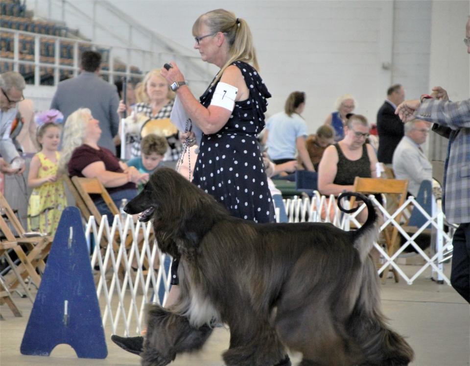 Lisa Bettis and her Afghan Hound exit the show ring on Sunday during the 127th Harding Classic Dog Show. Bettis' dog finished among the top competitors in the hound class.
