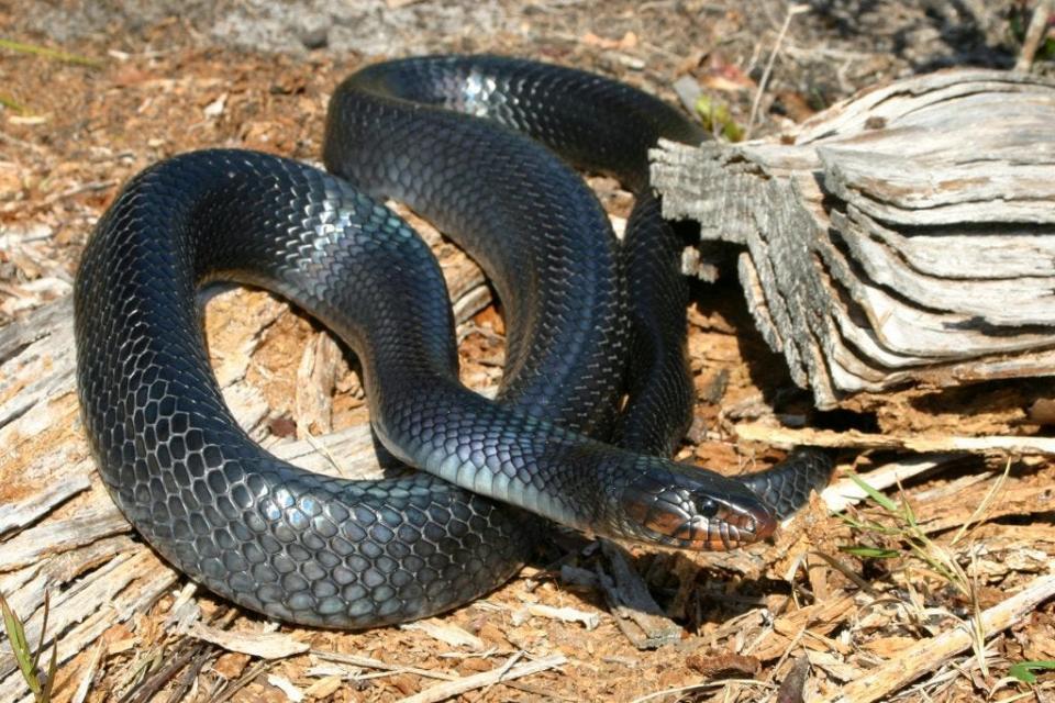 Eastern Indigo snakes can sometimes be mistaken for Burmese pythons.