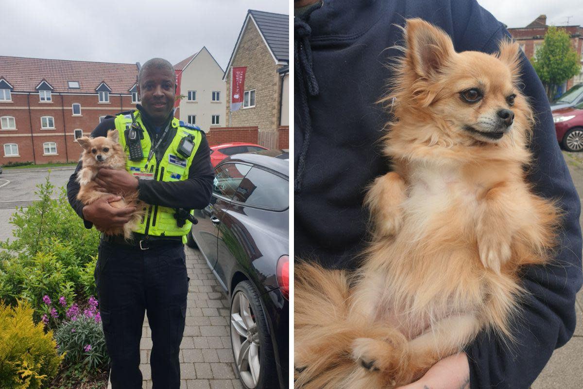 A Wiltshire Police PCSO helped get a lost dog home <i>(Image: Wiltshire Police)</i>
