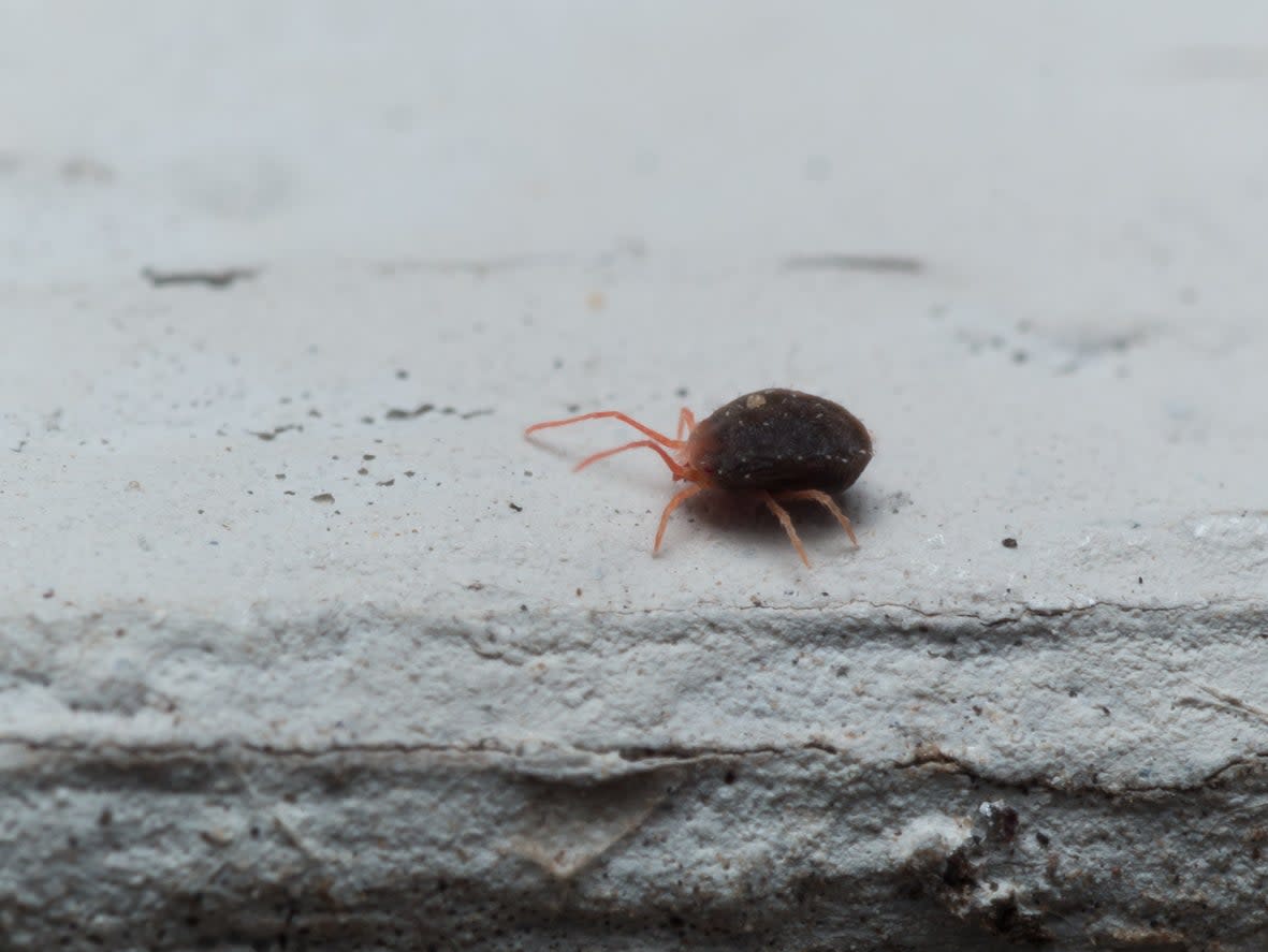 Red clover mite crawling.