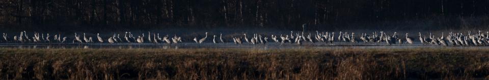 Sandhill cranes gather in wetlands during their migration. Wetlands are a critical natural resource to provide wildlife habitat, prevent flooding and filter water. Lawmakers, however, have continued to strip protections for wetlands in recent years.