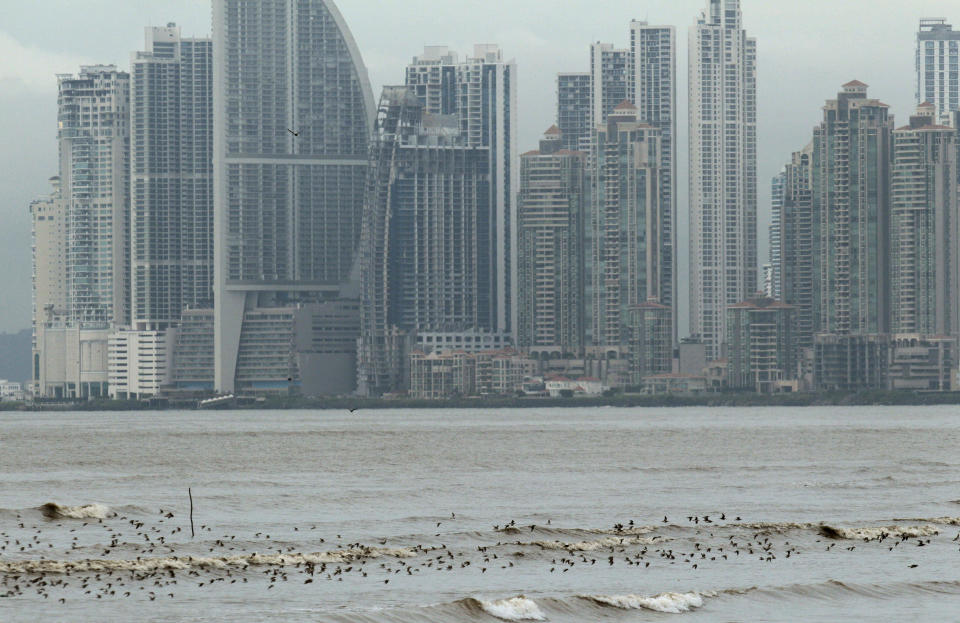 In this photo taken Oct. 18, 2012, shorebirds fly over the waters of the Bay of Panama, near a mangrove forest that hugs the coastline of Panama City. A multi-year boom in Central America’s fastest-growing economy has unleashed a wave of development along the Bay of Panama. Environmentalists warn that the construction threatens one of the world’s richest ecosystems and the habitat for as many as 2 million North American shorebirds. (AP Photo/Arnulfo Franco)