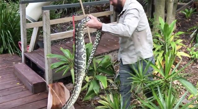 The snake was found with a great big bulge in its belly. Source: Facebook/Sunshine Coast Snake Catchers 24/7