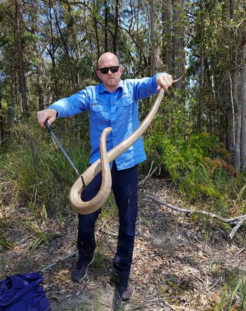 The snake was caught at a Yandina Creek, QLD home. Source: The Snake Catcher 24/7 Sunshine Coast