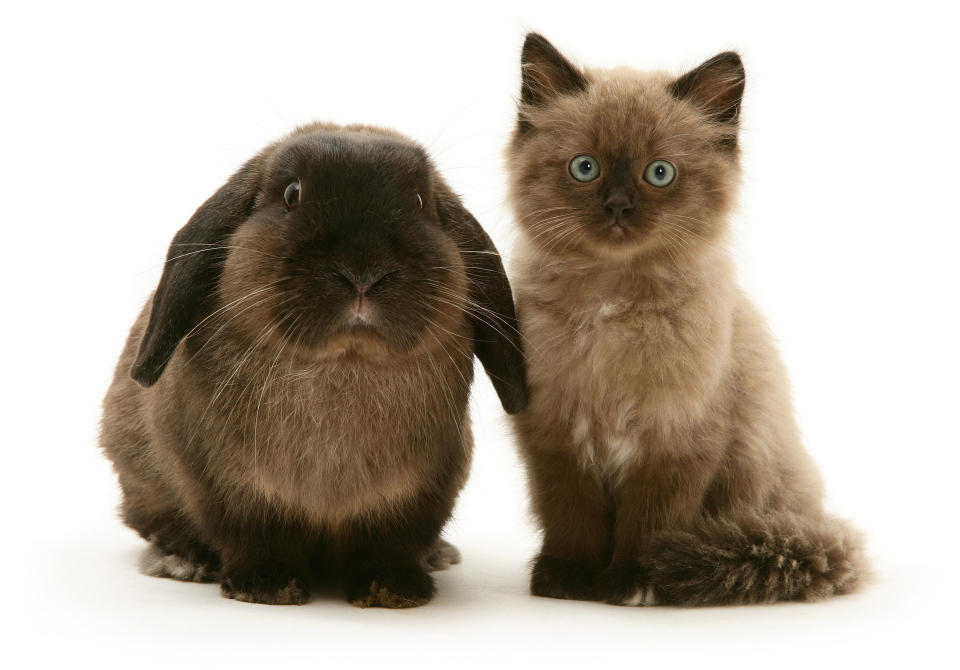 <p>Chocolate Birman-cross kitten with chocolate Lop rabbit. (Photo: Warren photographic/Caters News) </p>