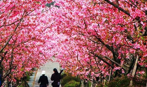 櫻樹成林迷人又浪漫的花海世界
