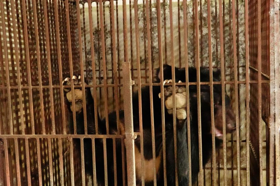 Bile Bear Sanctuary