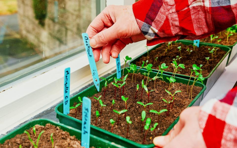 If newly germinated seeds need more space, prick them out into compost in 7cm pots