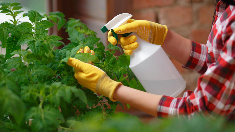 DIY spray to keep rabbits out of garden without a fence