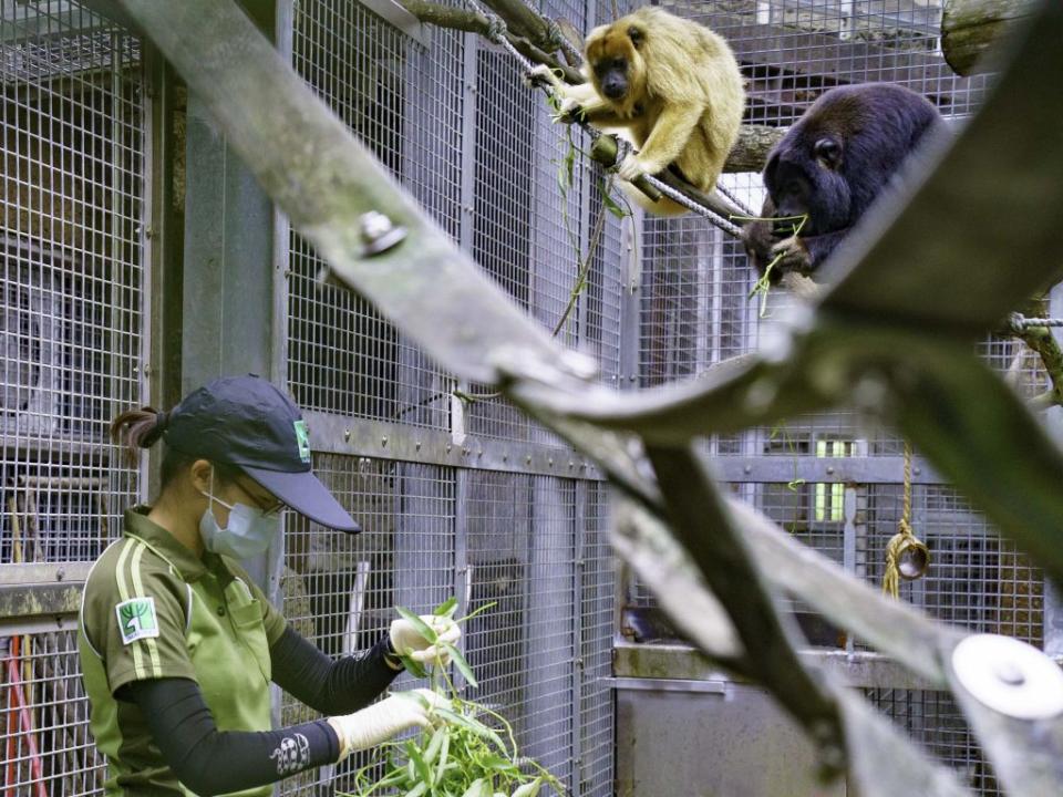 保育員特別在動物園內採集號角樹、酪梨、血桐、相思樹、榕樹、竹葉、雞屎藤、咸豐草。（台北市立動物園提供）