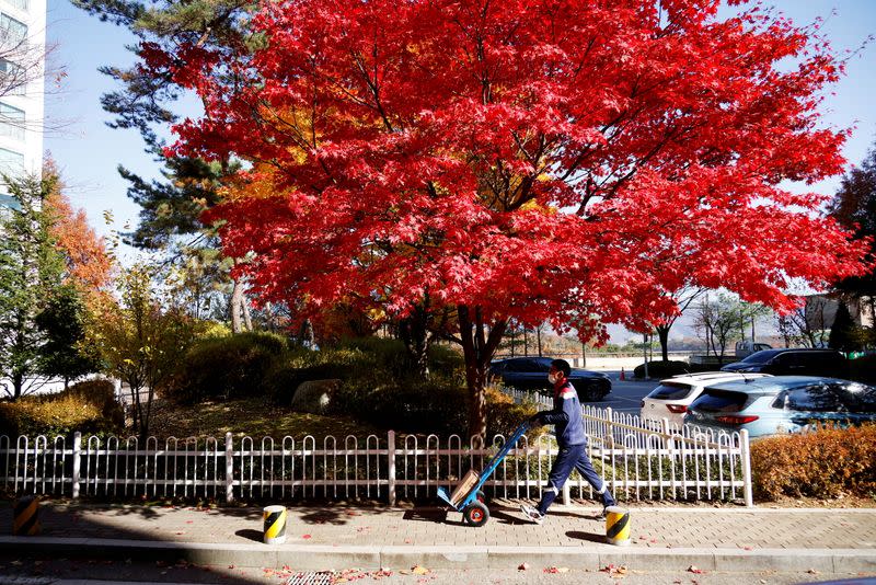 Jeong Sang-rok, a parcel delivery worker for Hanjin Transportation, pushes a trolley with a package past a red maple tree in Gwangju