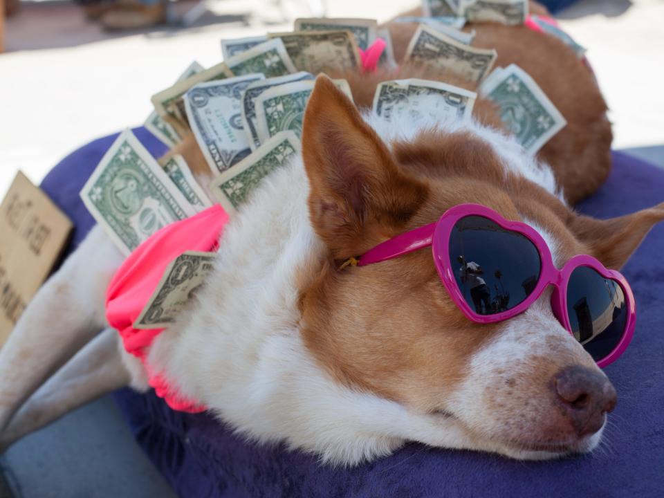 Hunde bekommen eine Luxusbehandlung. - Copyright: Geraint Rowland Photography/ Getty Images