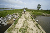 CEO and president Harold Osborn, great-great-grandson of the McIlhenny Co.'s founder, walks on a weir that was financed by Ducks Unlimited as a marsh preservation effort, on Avery Island, La., where Tabasco brand pepper sauce is made, Tuesday, April 27, 2021. While sinking land is a problem throughout southern Louisiana, Avery Island and four smaller salt domes along the Gulf Coast are still slowly rising. But the danger from hurricanes remains. (AP Photo/Gerald Herbert)