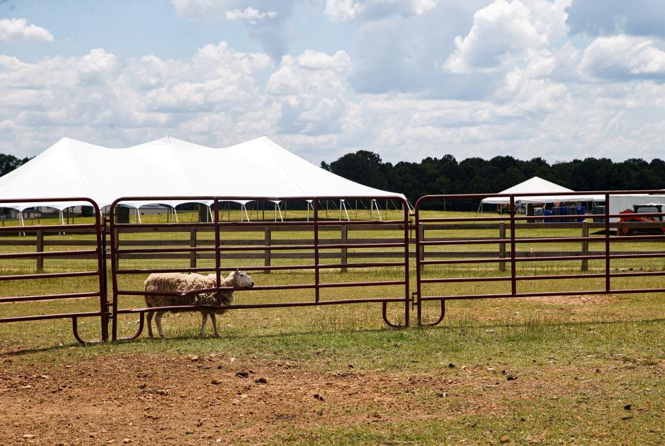 A sheep sticks its head through a fence at the Homestead Hall Farm in Columbia, Tenn. on May 31, 2023