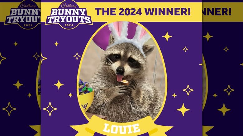 Louie the racoon as Cadbury Bunny