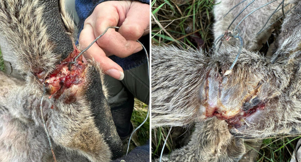 Wire can be seen deeply cut into a kangaroos legs, causing deep lacerations and exposing bones and tendons. 