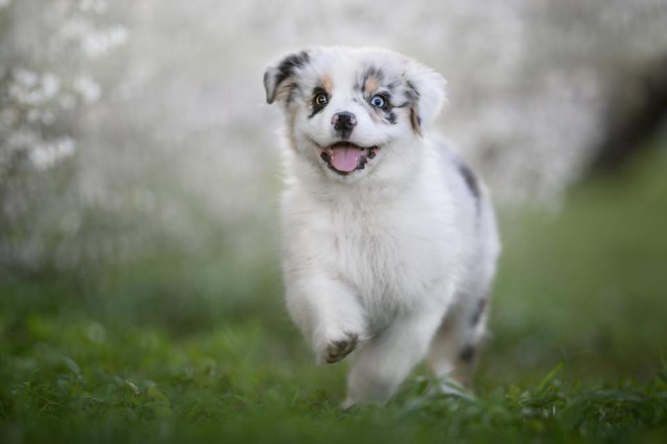 Australian Shepherd puppy running in grass