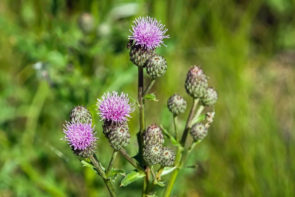 types of weeds canada thistle