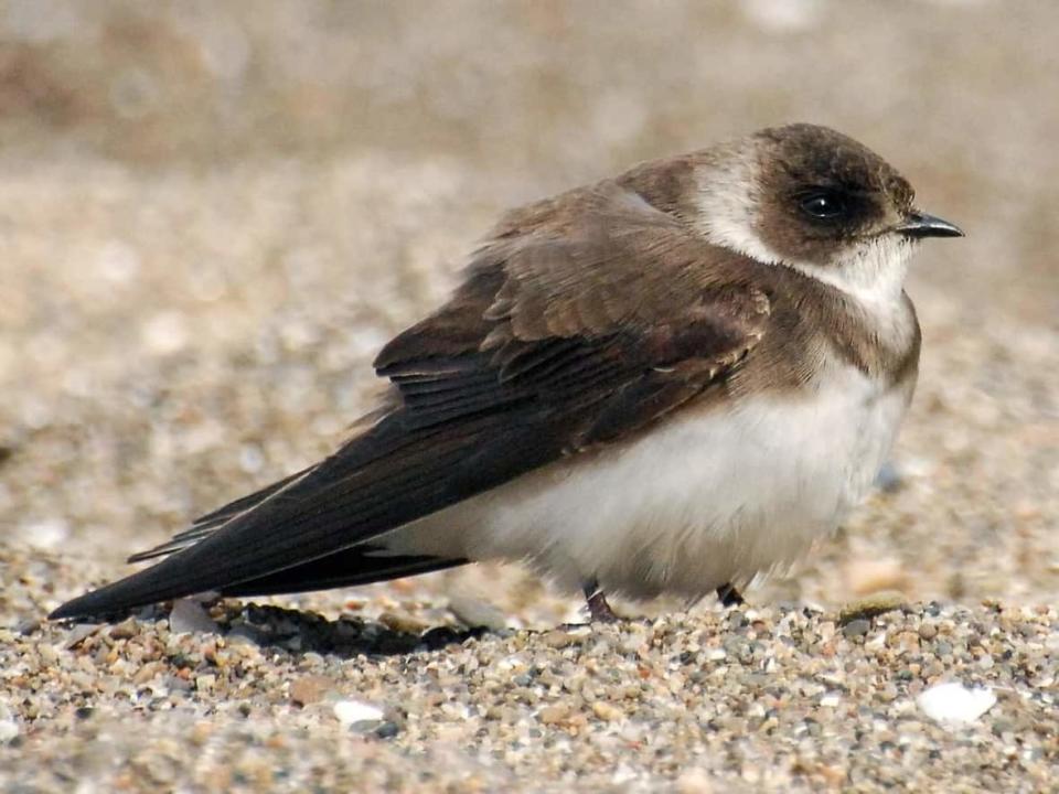 Bank swallows burrow into the sides of the river banks starting midway through May to nest. (David M. Bell/Macaulay Library at the Cornell Lab of Ornithology - image credit)