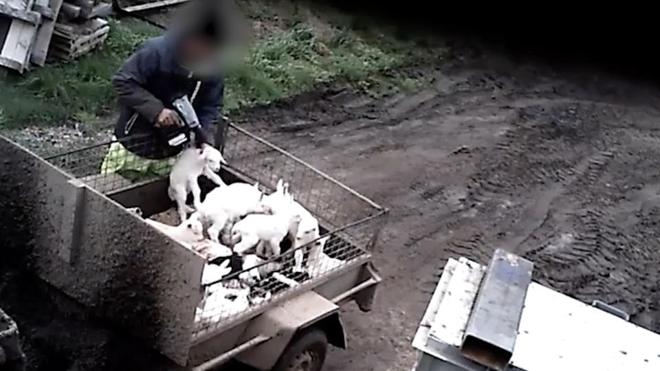 A man pulls a baby goat up from the back of a trailer with other baby goats and points a bolt gun to its head.