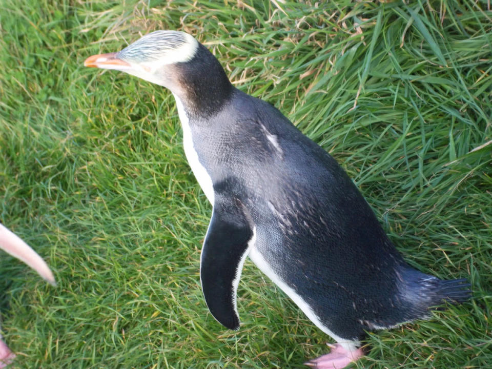 15. Thought to be one of the rarest penguins in the world, the yellow eyed penguin gets its name because of its yellow iris and distinctive yellow head band. Unique to New Zealand, these penguins are also known as “hoiho’ which means ‘noise shouter’ in Maori.