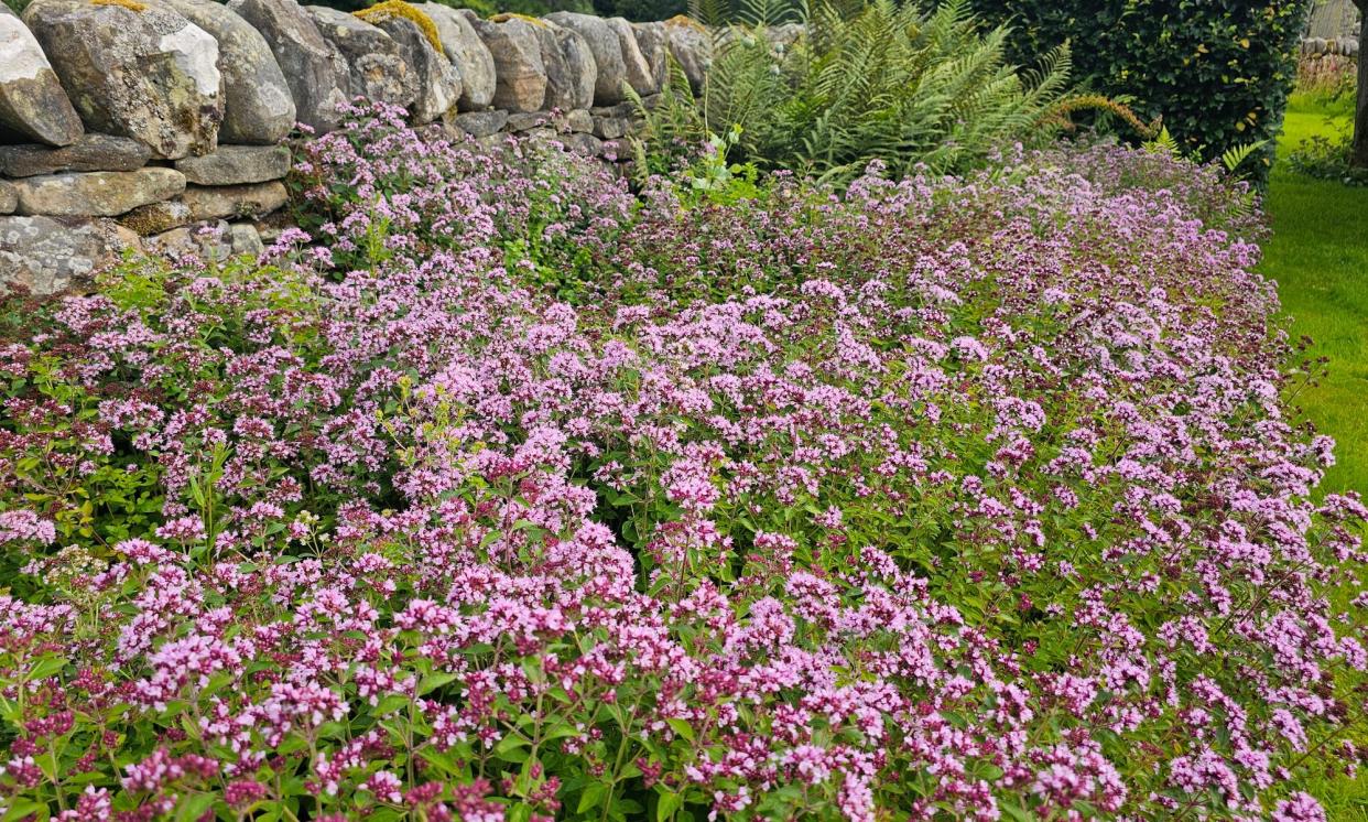 <span>The marjoram border: a feast for insects, but no butterflies.</span><span>Photograph: Susie White</span>