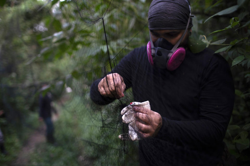 A researcher for Brazil's state-run Fiocruz Institute sets up a net for ensnaring bats in the Atlantic Forest at Pedra Branca state park, near Rio de Janeiro, Tuesday, Nov. 17, 2020. Scientists are probing the mysteries of bat immune systems and investigating strategies to minimize contact between humans and domestic animals with bats and other wild animals. (AP Photo/Silvia Izquierdo)