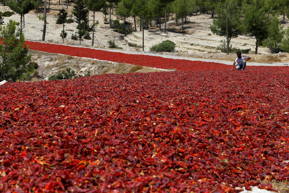 A farmer checks hot peppers in Kilis province, Turkey