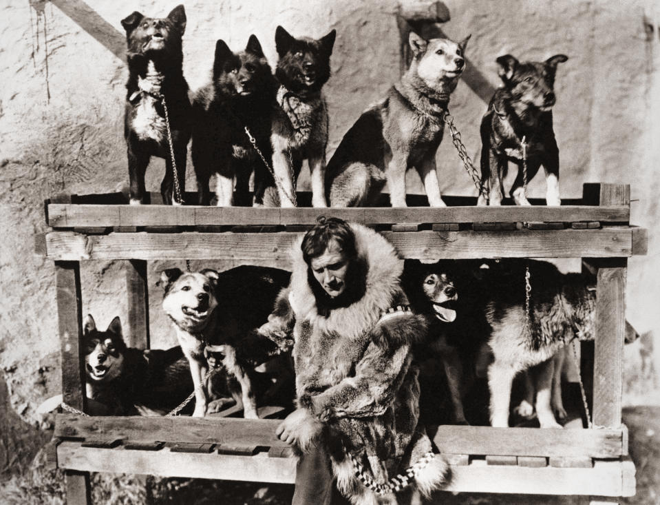Gunnar Kaasen poses with the dog team which he drove through a blinding blizzard to Nome, Alaska, to deliver a diphtheria serum in 1925. (AP file)