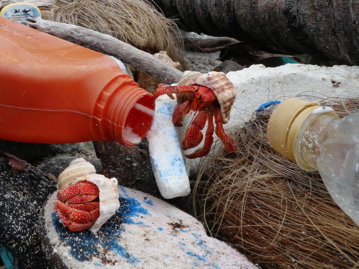 Hermit crabs are at risk of climbing into discarded plastic containers that they cannot get out of and dying inside them: Imas