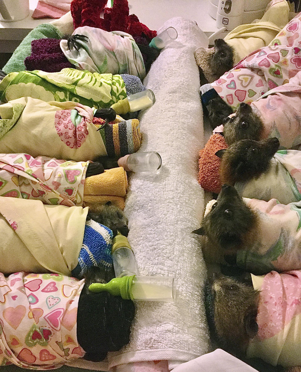 This Jan. 8, 2020 photo provided by Jackie Maisey shows Grey-headed Flying Fox bats prepared for a feeding at the Uralla, Australia, home of Maisey, a volunteer with Northern Tableands Wildlife Carers. The bats are swaddled in flannel wraps similar to those being made by thousands of crafters worldwide who are using their sewing, knitting and crocheting skills to make items for wildlife injured in the Australian brush fires. Some animal rescue groups, however, say monetary donations are needed more. (Jackie Maisey via AP)