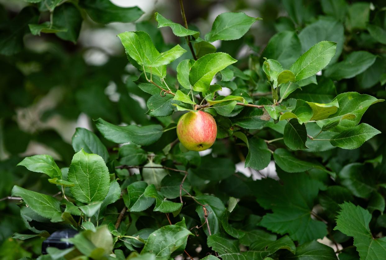 An apple hangs from a tree at the Seymour Park food forest on Thursday, Aug. 24, 2023, in Green Bay, Wisconsin.