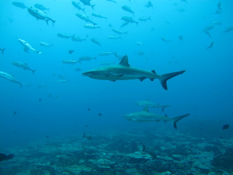 Gray reef sharks, the subject of a study on social behavior among sharks, are seen in the Pacific Ocean around the Palmyra Atoll