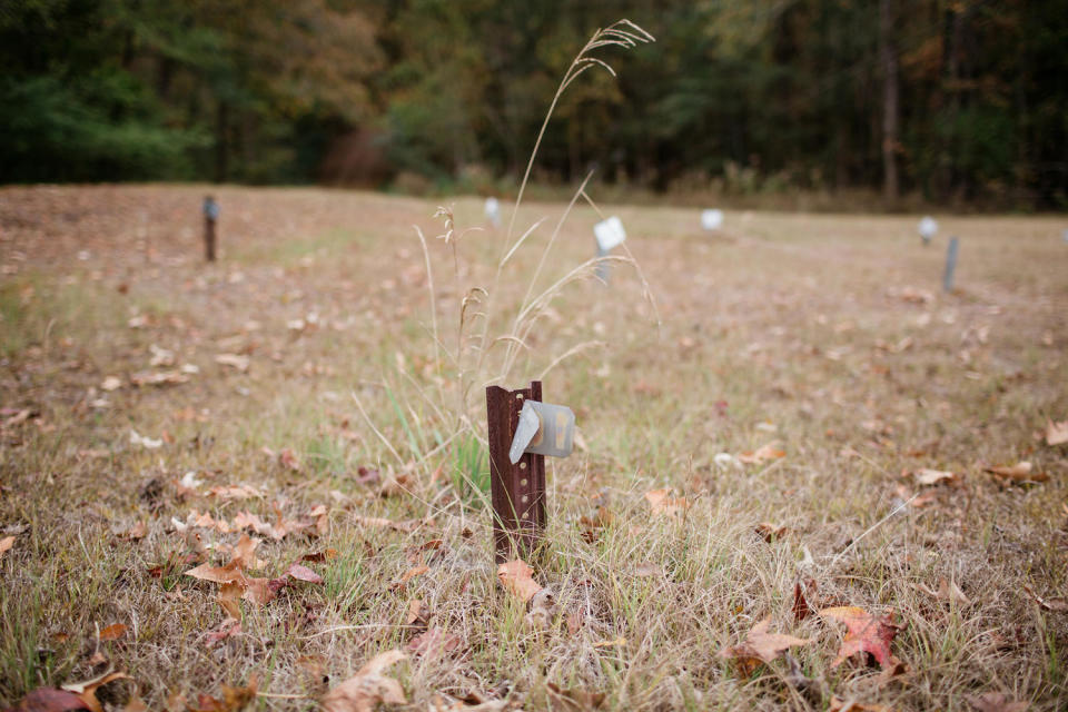 Pauper's field Potter's field in Mississippi (Ashleigh Coleman for NBC News)