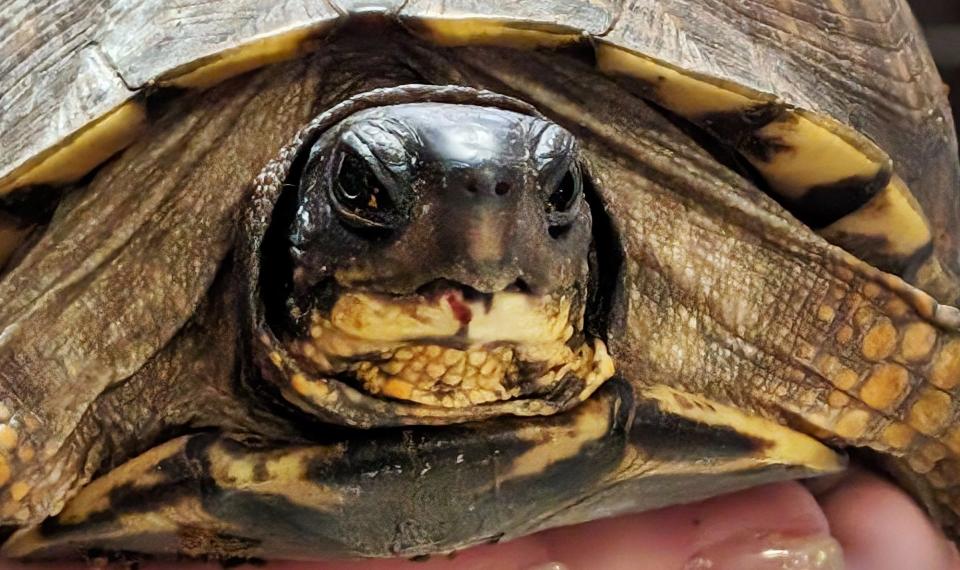 An Eastern box turtle that had its shell damaged after it was hit by a car. Due to its injuries, it can't be released and became a permanent ambassador animal.