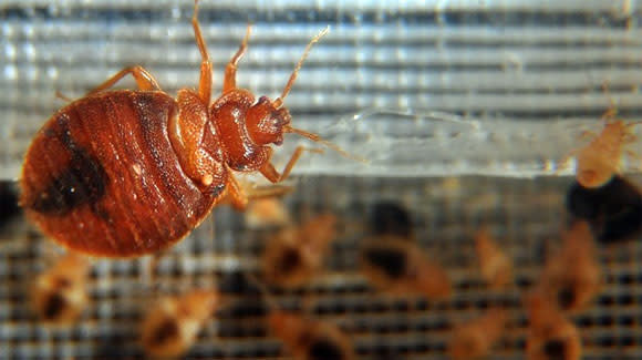 7 Las Vegas Strip hotels had reports of bed bugs