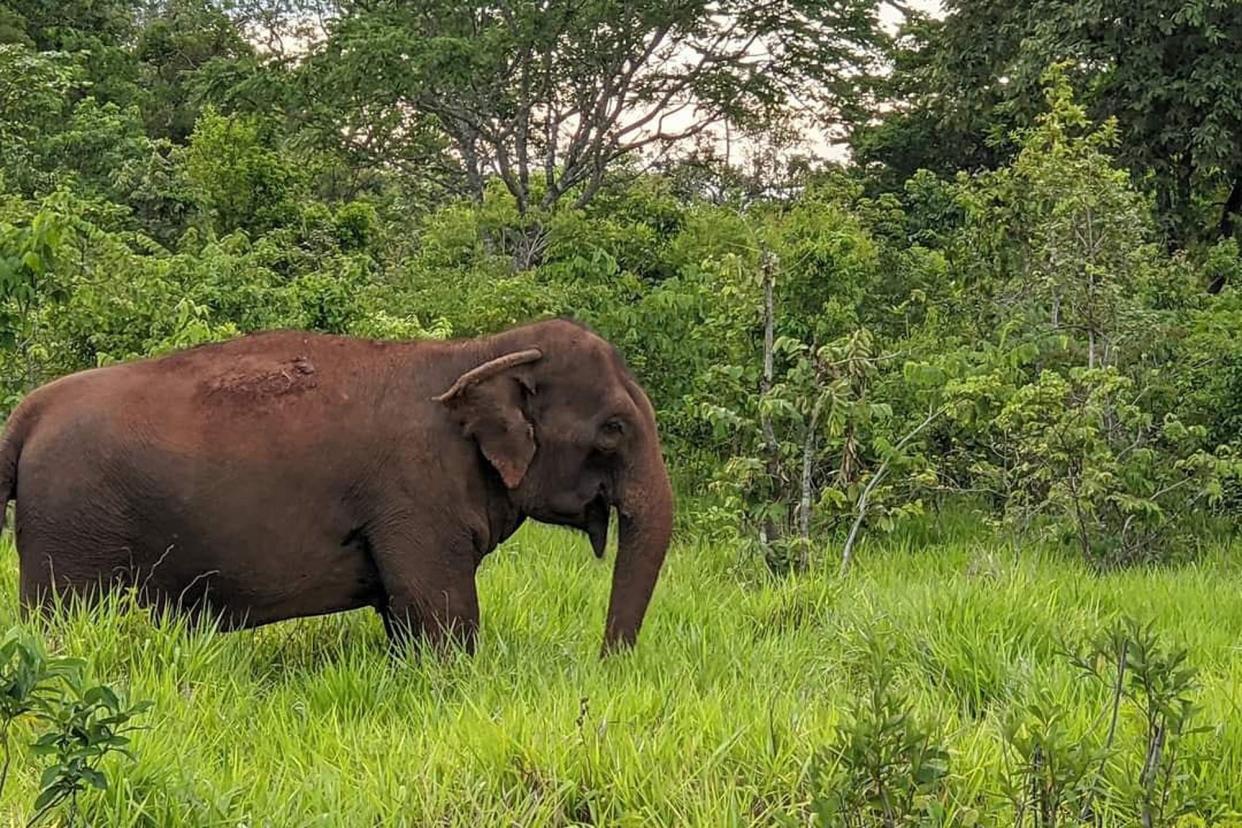 Mara en el Santuario de elefantes de Brasil