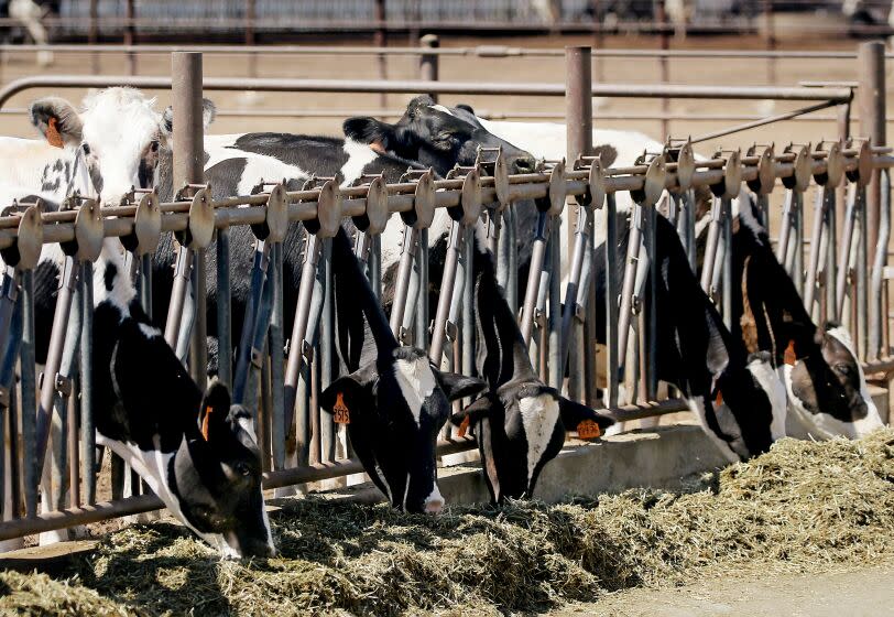 LASKEVIEW, C ALIF. - AUG. 31, 2022. Cows feed at Mavro Holsteins dairy farm in Lakeview, Calif. The state has a goal of reducing methane emissions from the dairy industry by 40 percent by 2030. (Luis Sinco / Los Angeles Times)