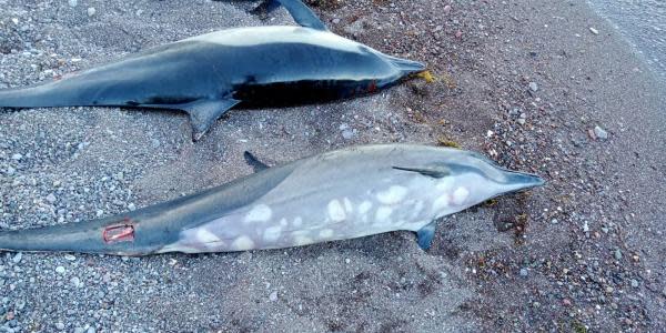 Playa en Baja California Sur se cubre de delfines muertos