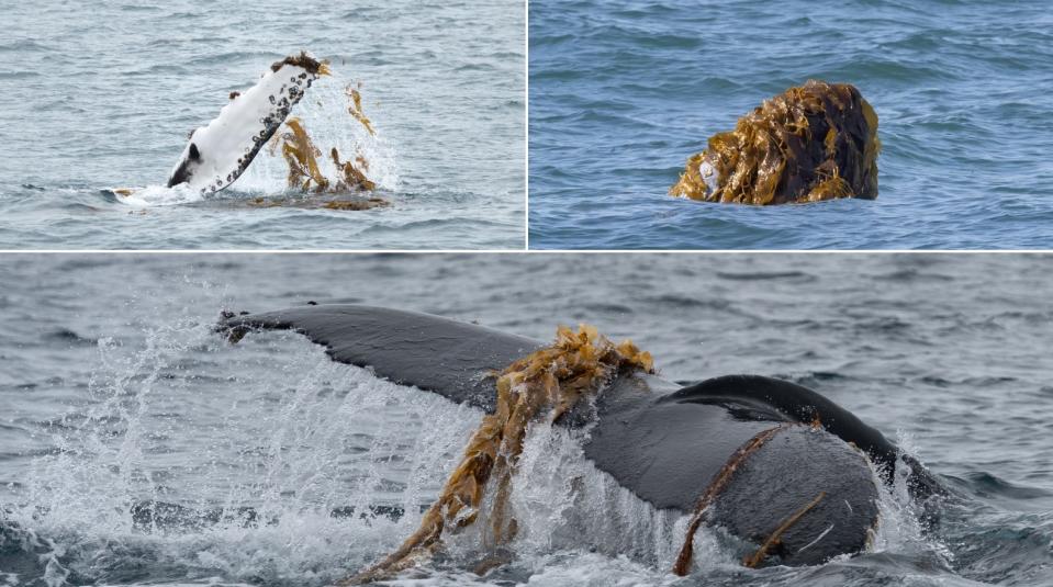 Three examples of humpback whales performing kelping by moving seaweed over their fins and heads.