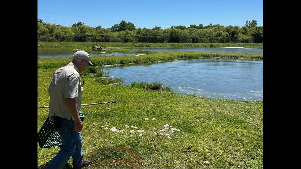 Gatorama staff collected 38 viable eggs, which are now in an incubator. They may hatch in 90 days, officials said.