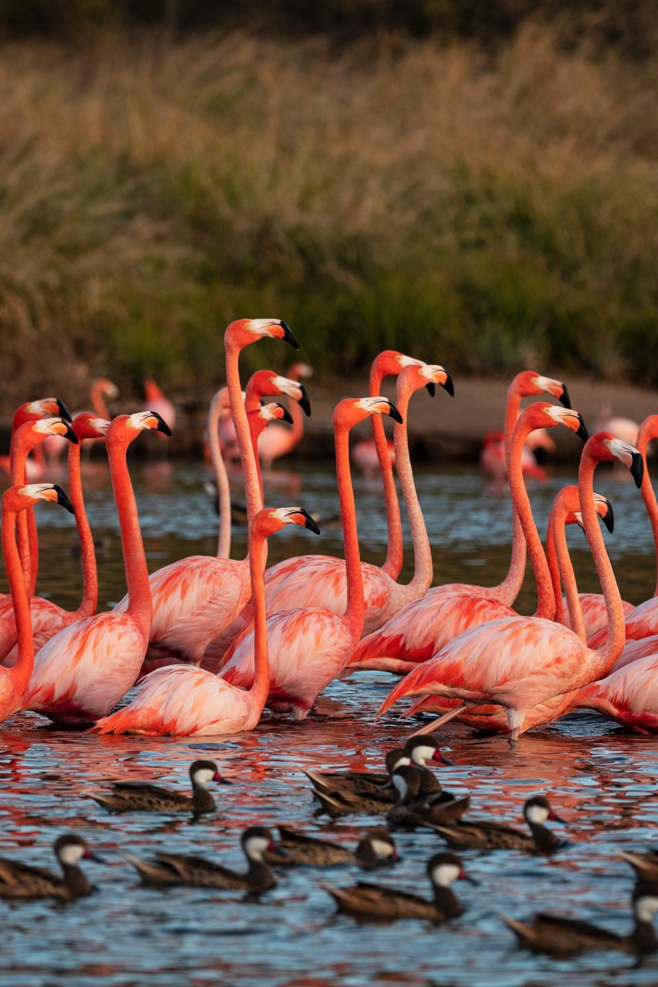 The flamingo lagoons on Necker are also home to native ducks and red ibises