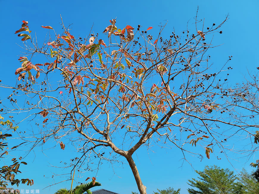 屏東｜新埤鄉綜合休閒公園